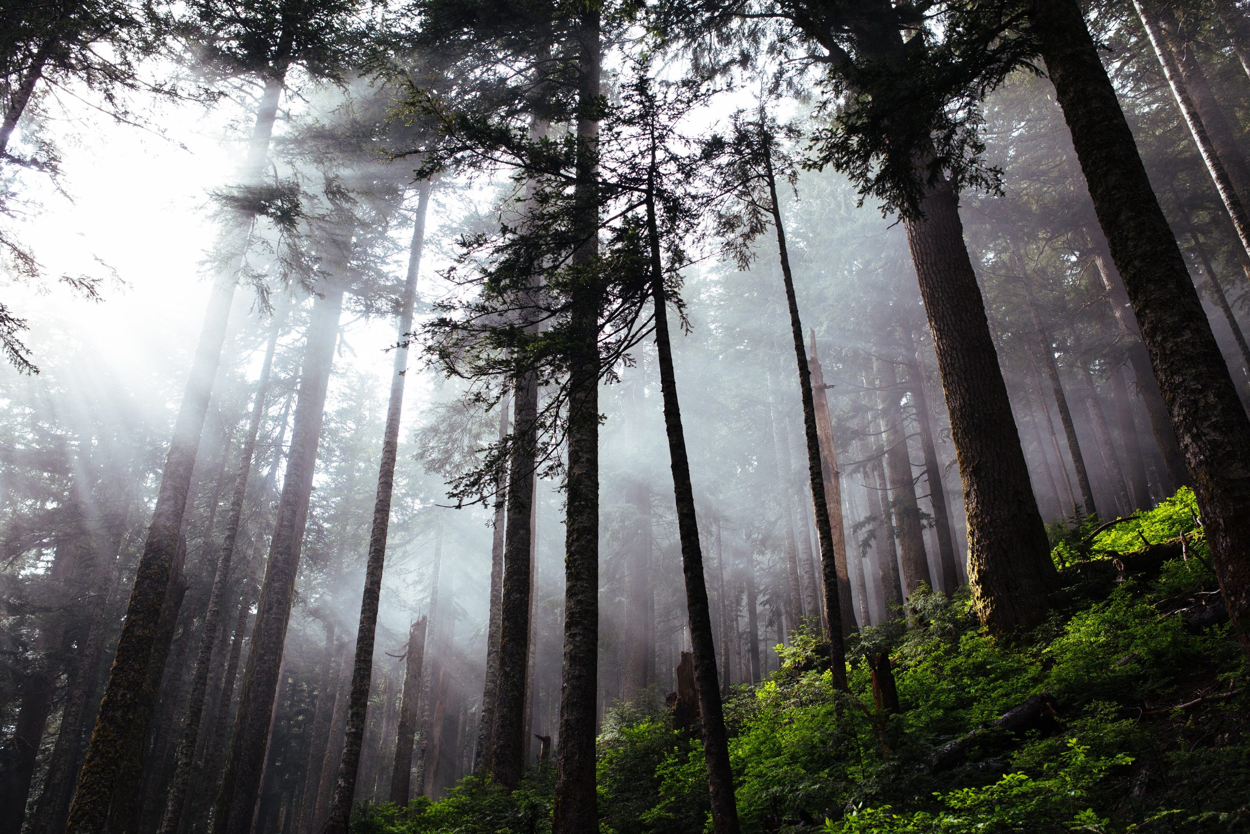 greg-shield-GA3NfIOHkUg-unsplash